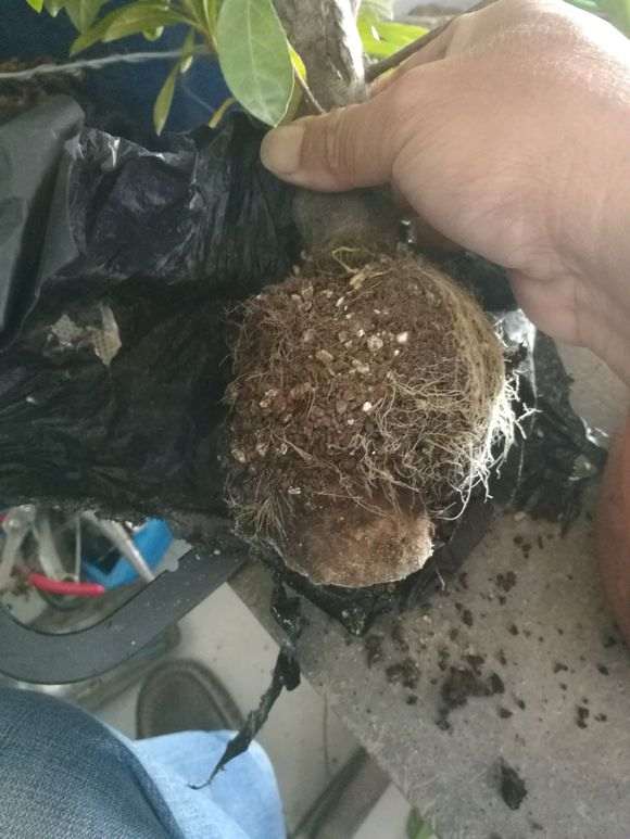 杜鹃下山桩怎么高压枝条的方法 图片