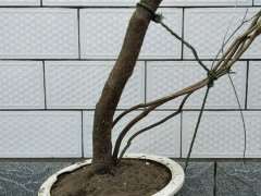 杜鹃下山桩怎么高压枝条的方法 图片