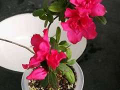 怎么自制温室 水培杜鹃下山桩 图片