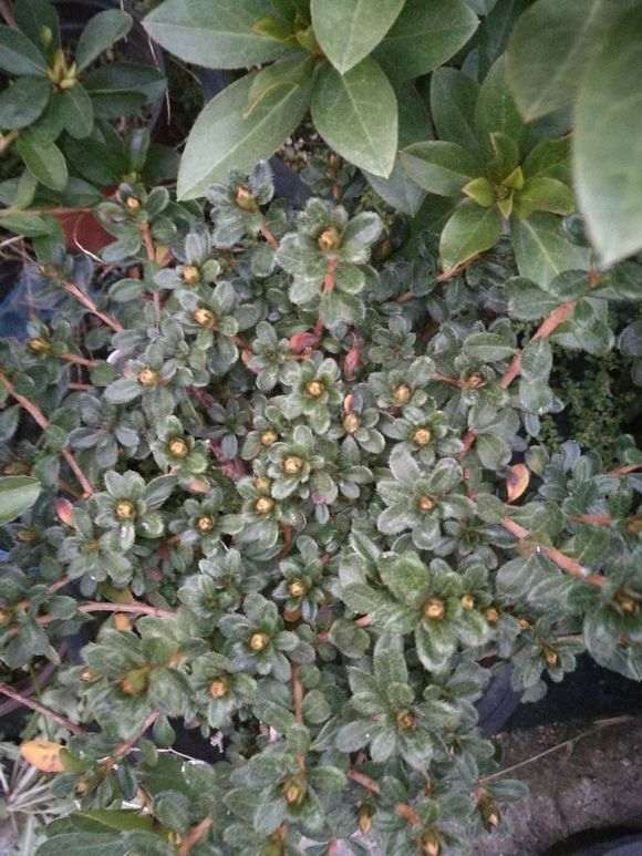 两颗雾岛杜鹃下山桩的变化 图片