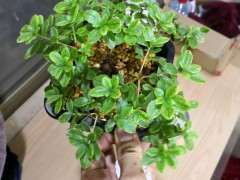 两颗雾岛杜鹃下山桩的变化 图片