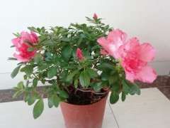 一盆四棵杜鹃下山桩 要分盆吗 图片