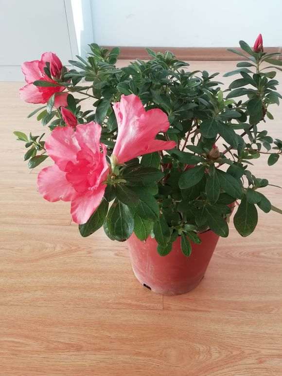 四月份想去大黑山看杜鹃下山桩花