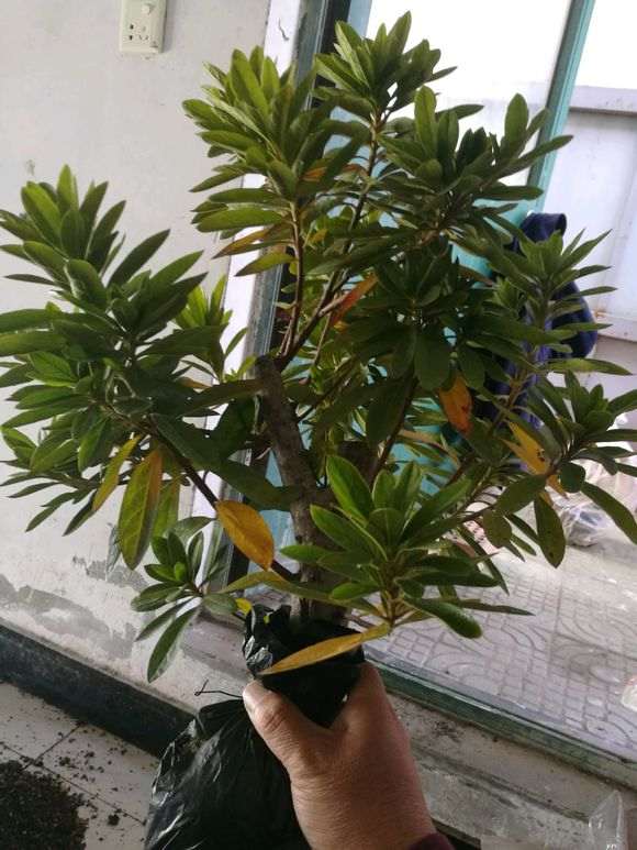 四月份想去大黑山看杜鹃下山桩花