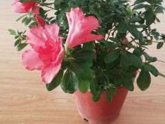 四月份想去大黑山看杜鹃下山桩花 图片