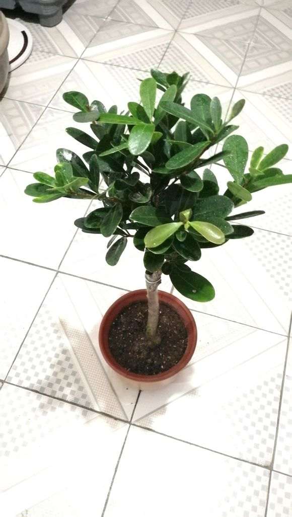 四季杜鹃下山桩红山茶