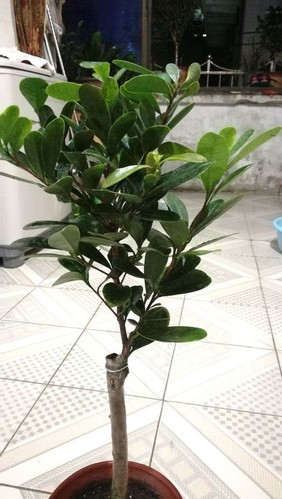 四季杜鹃下山桩红山茶