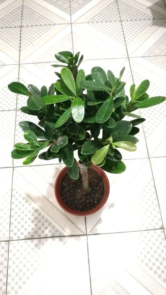 四季杜鹃下山桩红山茶
