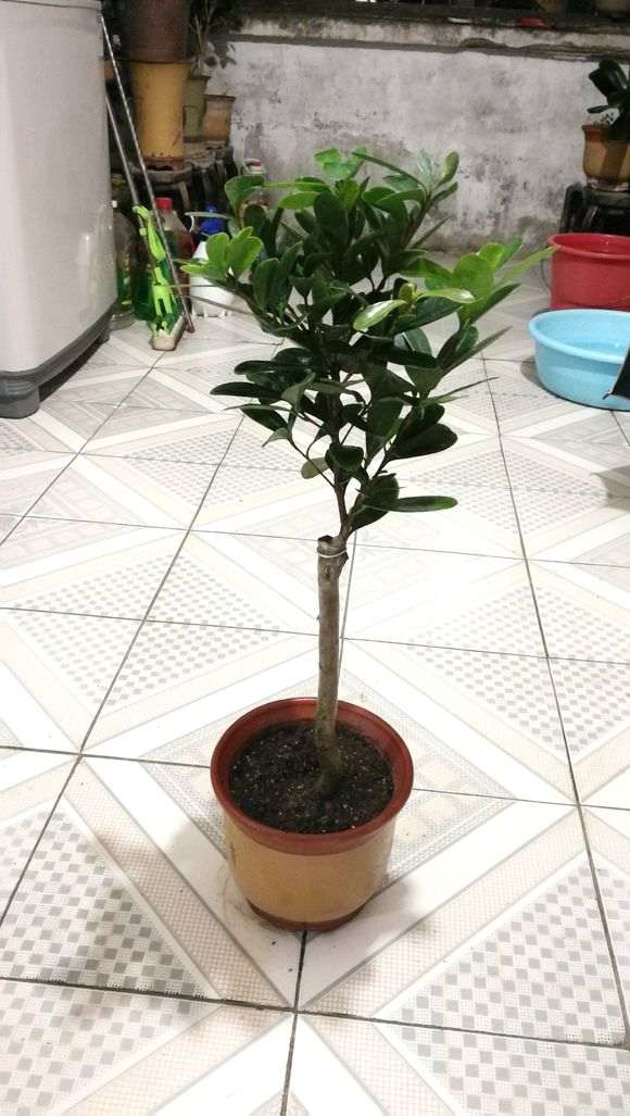 四季杜鹃下山桩红山茶