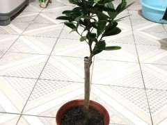 大家都是用什么水浇的杜鹃下山桩花