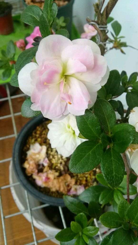 一棵杜鹃下山桩 花友们选择什么品种