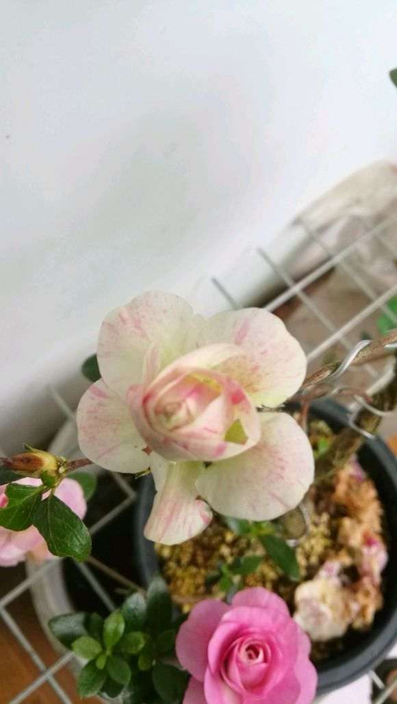 一棵杜鹃下山桩 花友们选择什么品种