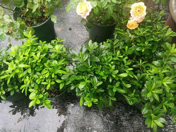 杜鹃下山桩怎么用鹿沼土培育的方法
