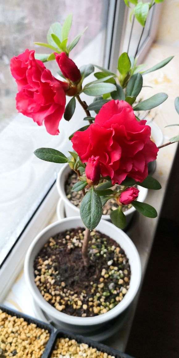 春天 夏天杜鹃下山桩一直在开花 怎么办