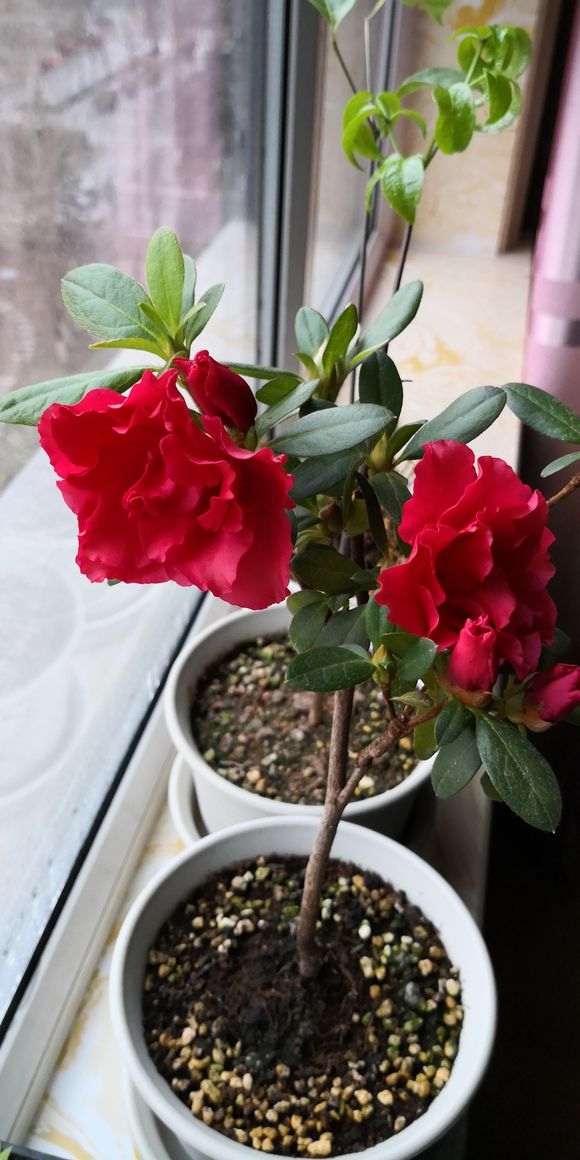 春天 夏天杜鹃下山桩一直在开花 怎么办