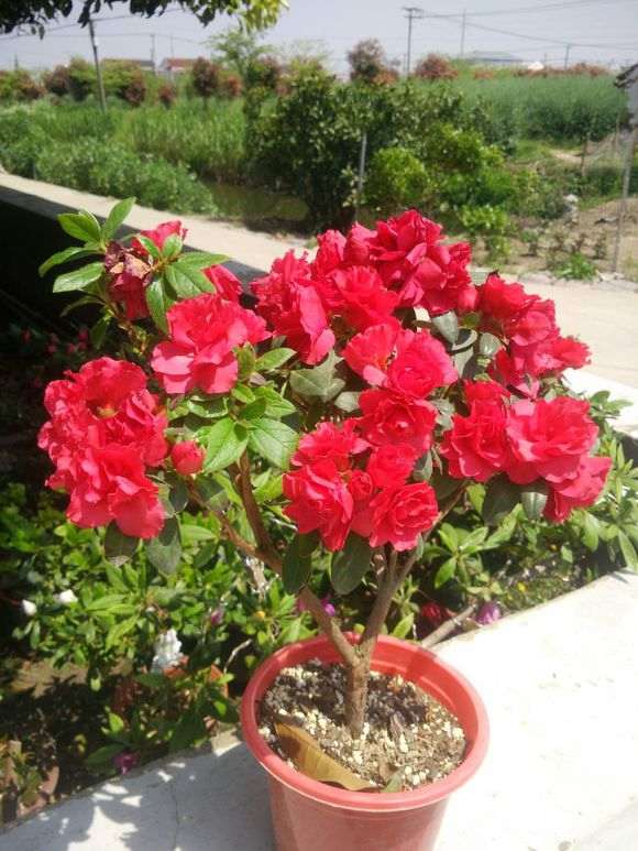 春天 夏天杜鹃下山桩一直在开花 怎么办