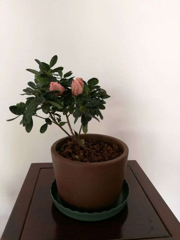 本人买的樱桃红杜鹃下山桩 14元 被骗了吗