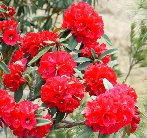 谁有马缨杜鹃下山桩怎么过夏的经验