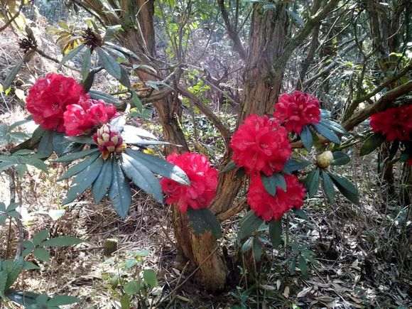 谁有马缨杜鹃下山桩怎么过夏的经验