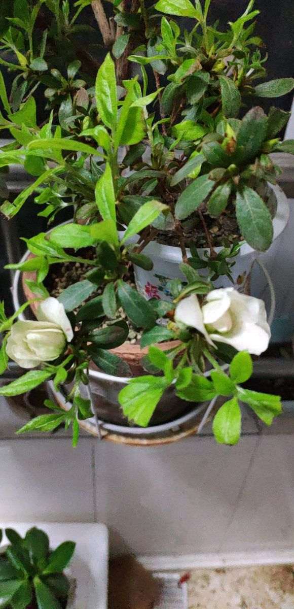 在辽宁怎么养护绿珠杜鹃下山桩 图片