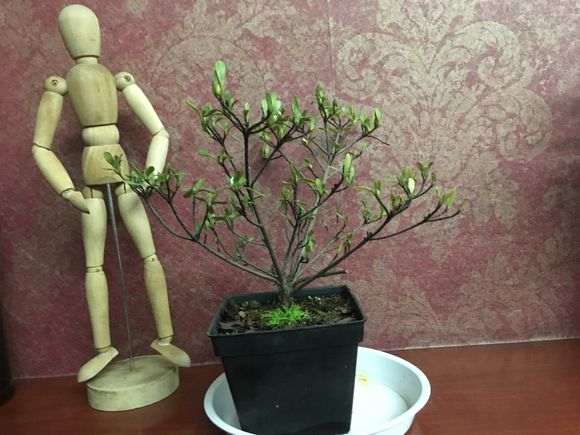 在辽宁怎么养护绿珠杜鹃下山桩 图片