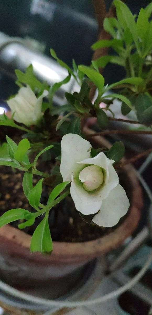 在辽宁怎么养护绿珠杜鹃下山桩 图片