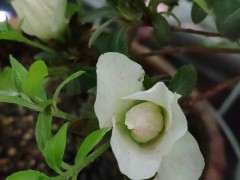 在辽宁怎么养护绿珠杜鹃下山桩 图片