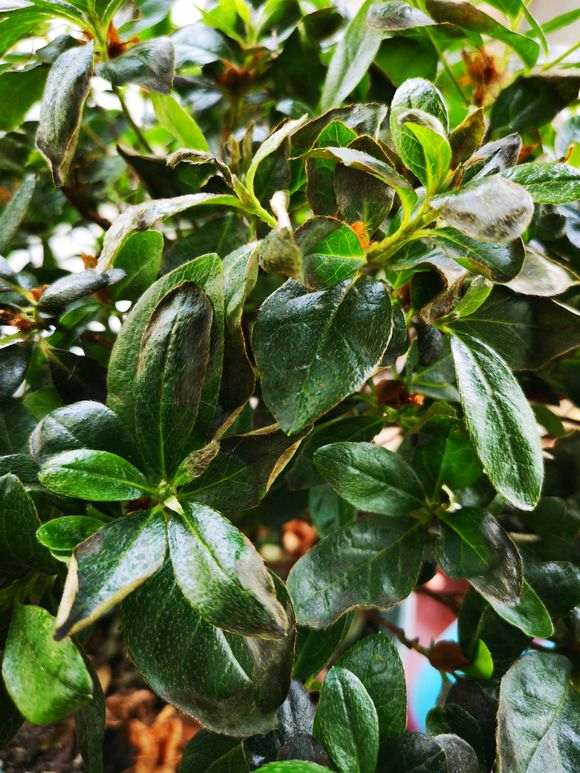 杜鹃下山桩花的叶子焦了 怎么回事 图片