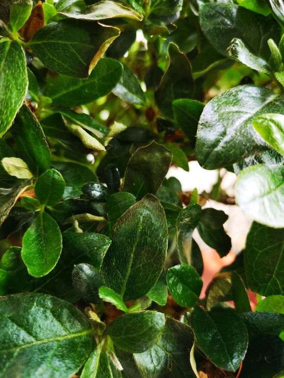 杜鹃下山桩花的叶子焦了 怎么回事 图片