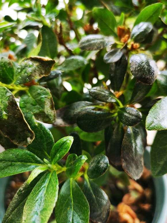 杜鹃下山桩花的叶子焦了 怎么回事 图片