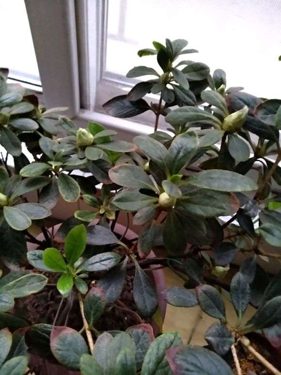 杜鹃下山桩开花少怎么去疏蕾的方法 图片