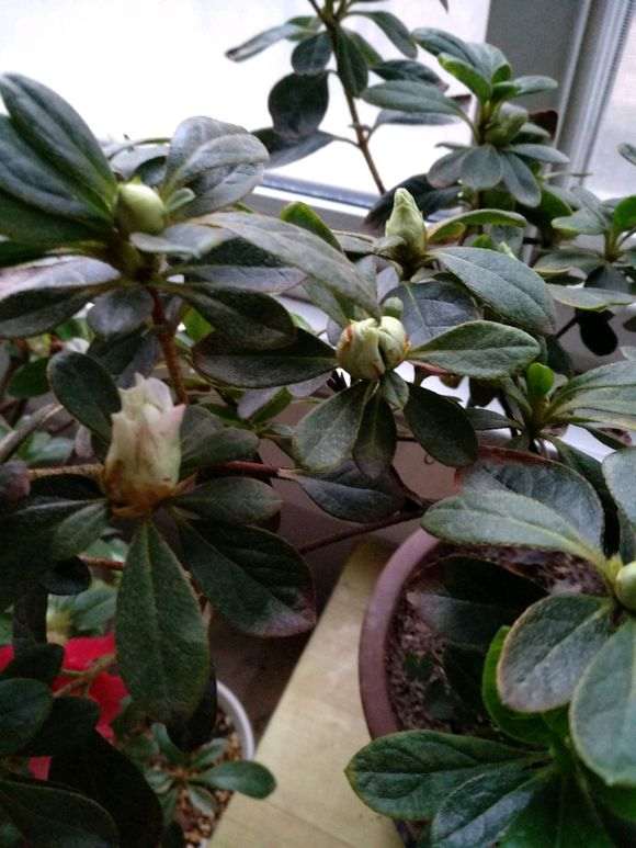 杜鹃下山桩开花少怎么去疏蕾的方法 图片