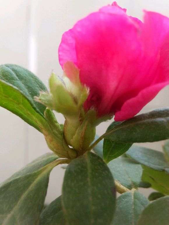 请教杜鹃下山桩都是一个花苞开2朵花吗