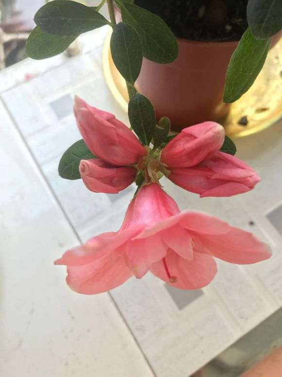 请教杜鹃下山桩都是一个花苞开2朵花吗