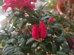 为什么杜鹃下山桩用药催的花容易死 图片