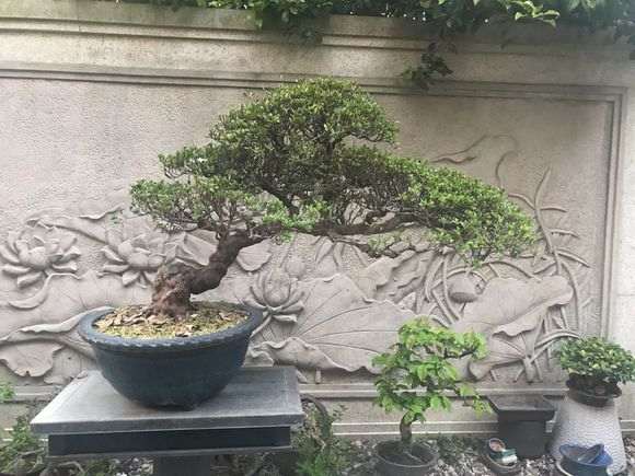 用风化沙养杜鹃下山桩可以么 图片