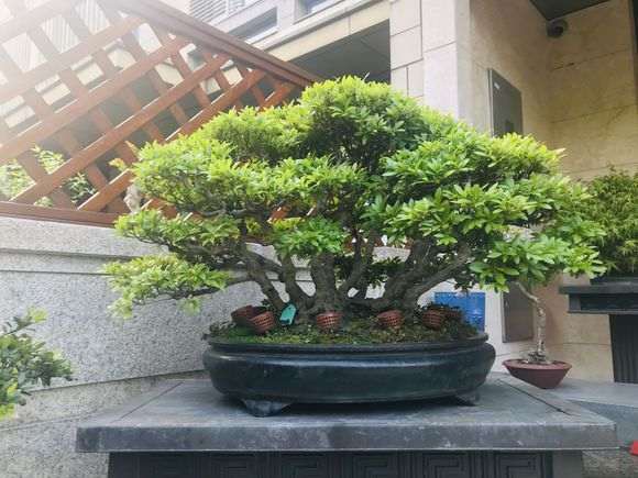 用风化沙养杜鹃下山桩可以么 图片