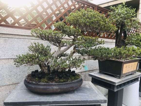 用风化沙养杜鹃下山桩可以么 图片