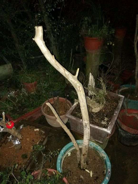 网上在买的杜鹃下山桩 价格这么便宜 图片