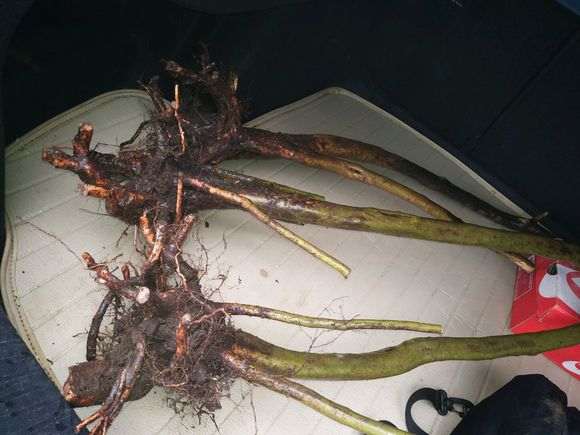 网上在买的杜鹃下山桩 价格这么便宜 图片