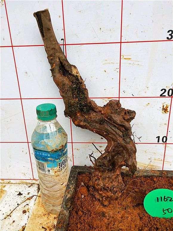 网上在买的杜鹃下山桩 价格这么便宜 图片