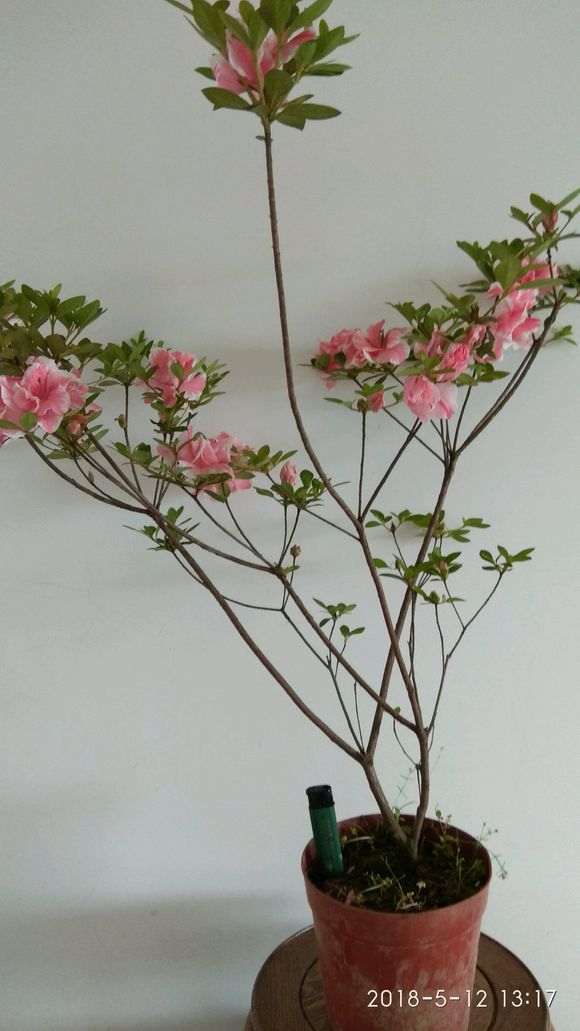 看到一个杜鹃下山桩的高压包 图片