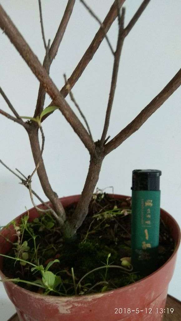 看到一个杜鹃下山桩的高压包 图片