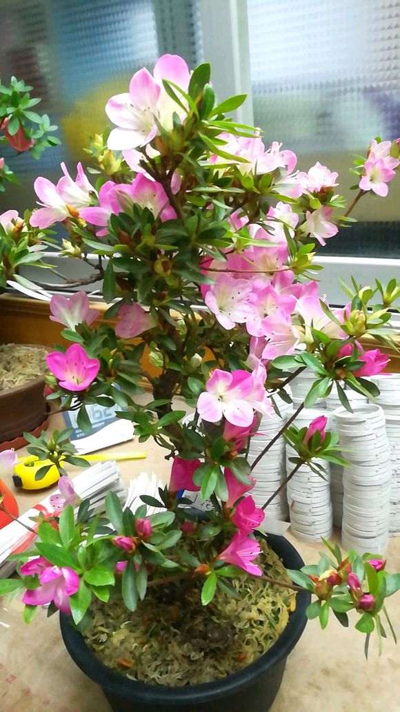 看到一个杜鹃下山桩的高压包 图片