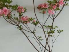 看到一个杜鹃下山桩的高压包 图片