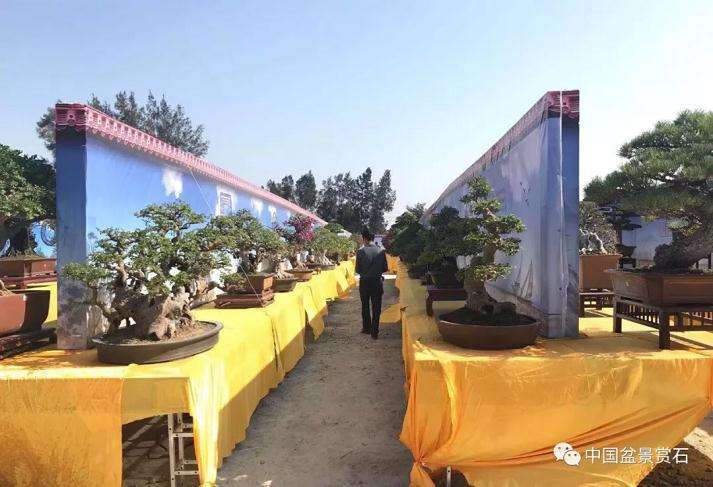 盆景艺术创作的评比标准 图片