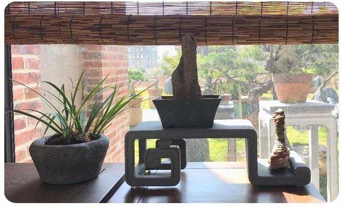 盆景艺术创作的评比标准 图片