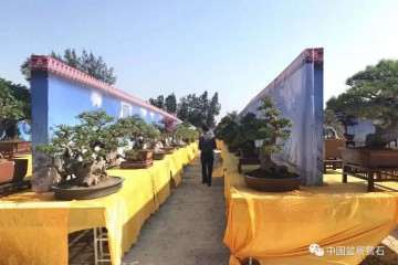 盆景艺术创作的评比标准 图片