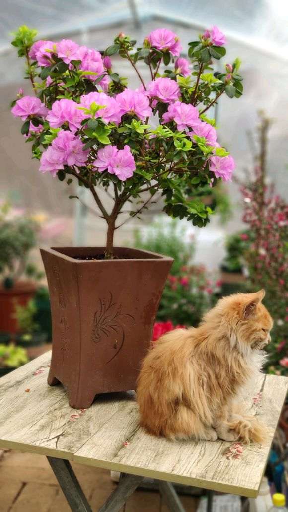 秋天买的蓝樱杜鹃下山桩开花了 图片