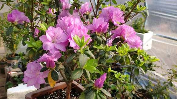 秋天买的蓝樱杜鹃下山桩开花了 图片